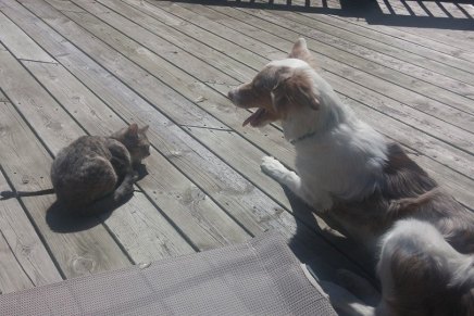 My dog tries so hard to make friends (Sorry&nbsp;buddy)