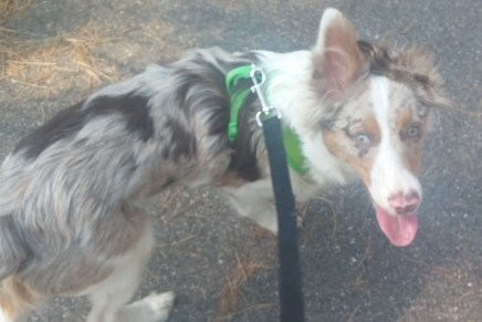 I took my dog for a long walk and made some cool stuff. Today =&nbsp;Success.