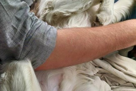 The dog gets comfy – car ride&nbsp;edition